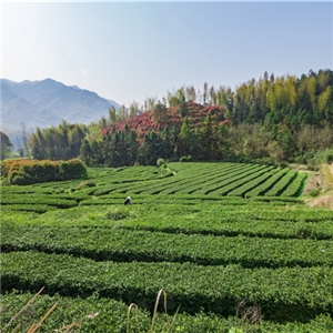 恨水茶業有機茶園示范基地